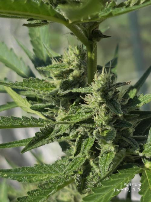 Wedding Cake auto  2026 Outside Grow. Week 4