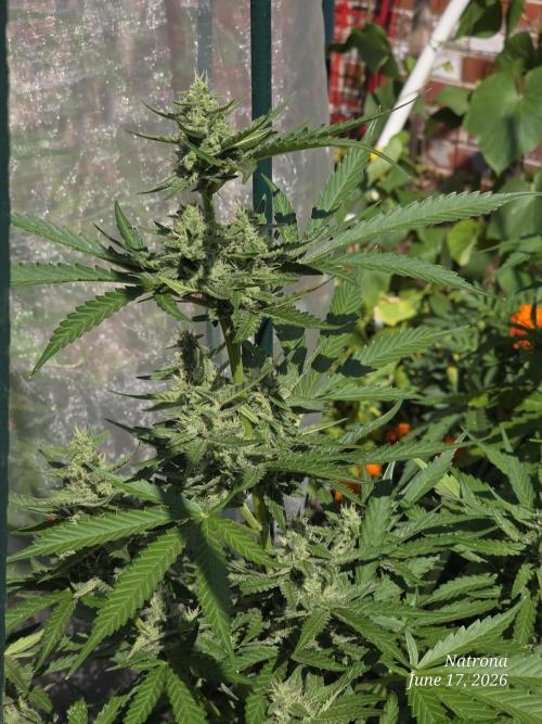 Wedding Cake auto  2026 Outside Grow. Week 4