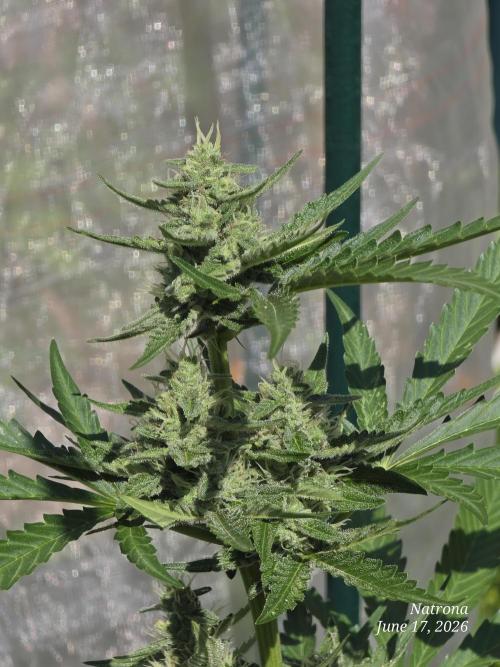 Wedding Cake auto  2026 Outside Grow. Week 4