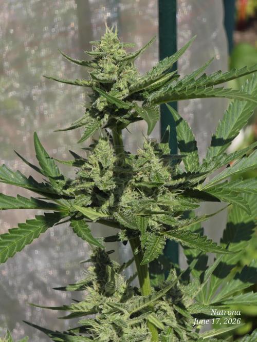 Wedding Cake auto  2026 Outside Grow. Week 4