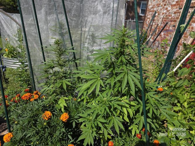 Wedding Cake auto  2026 Outside Grow. Week 4