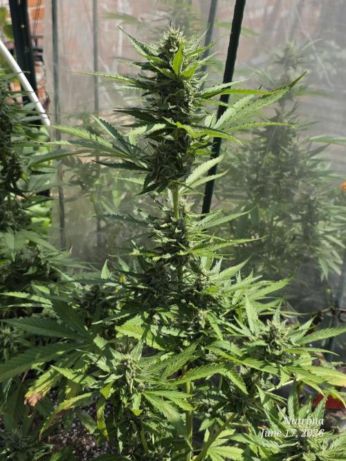 Amnesia auto Outside 2026 SeedSupreme. Week 7