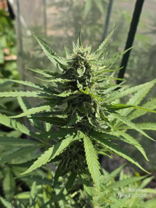 Amnesia auto Outside 2026 SeedSupreme. Week 7