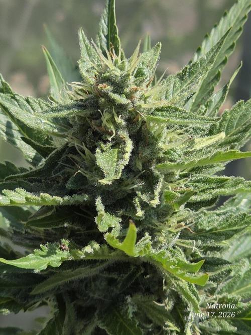 Amnesia auto Outside 2026 SeedSupreme. Week 7