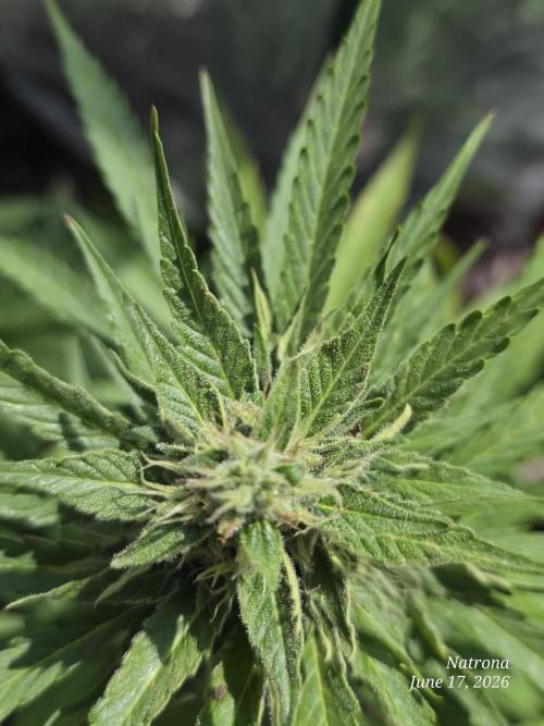 Amnesia auto Outside 2026 SeedSupreme. Week 7