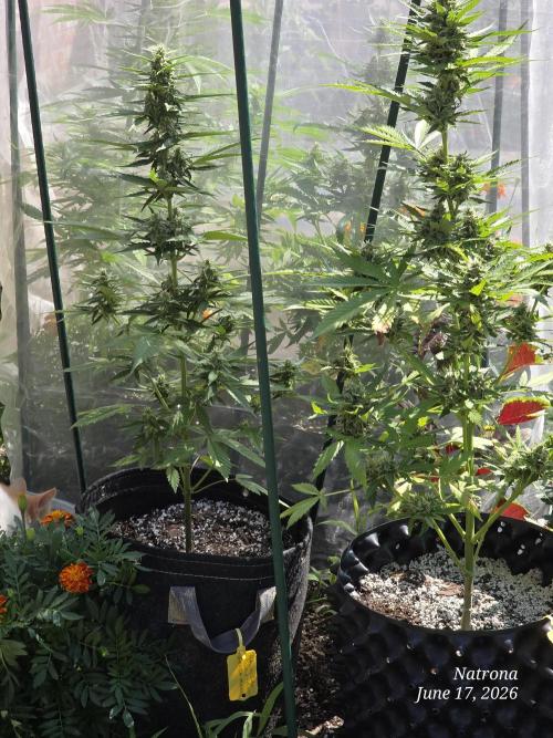 Amnesia auto Outside 2026 SeedSupreme. Week 7