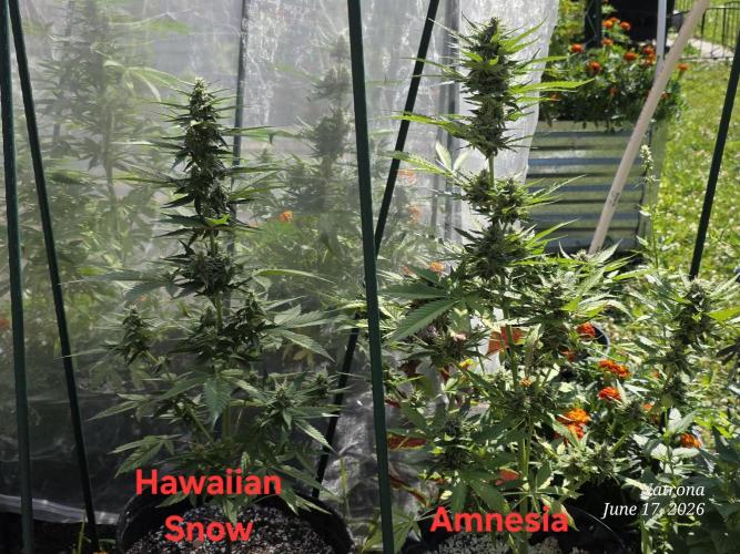 Whorled Phyllotaxy-Hawaiian Snow auto. Week 6