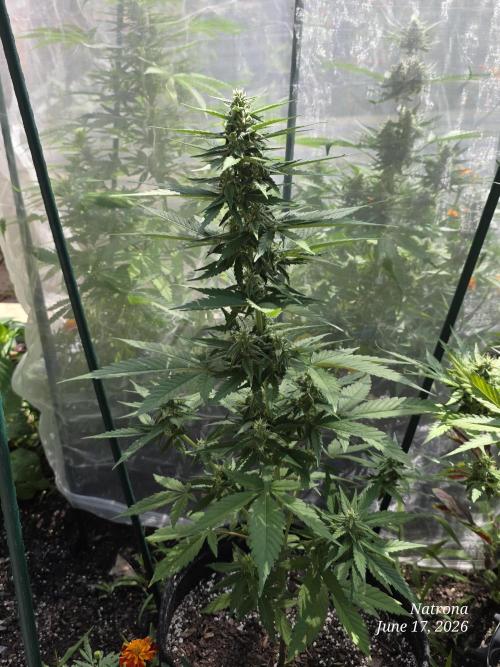 Whorled Phyllotaxy-Hawaiian Snow auto. Week 6