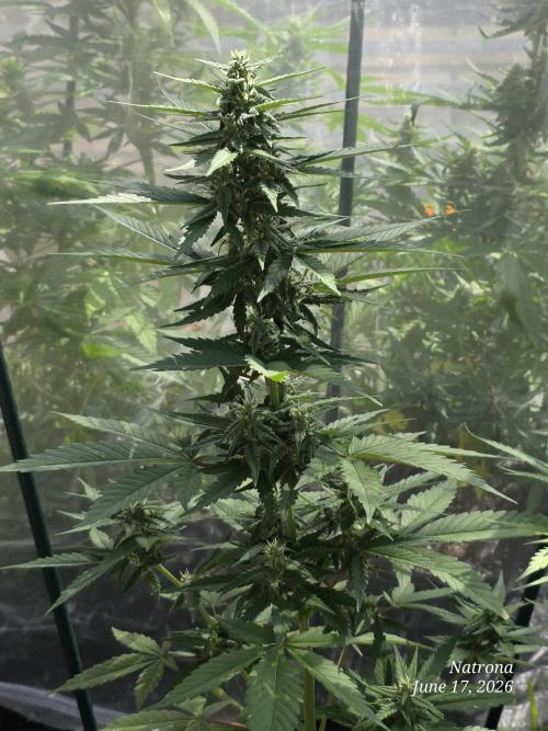 Whorled Phyllotaxy-Hawaiian Snow auto. Week 6