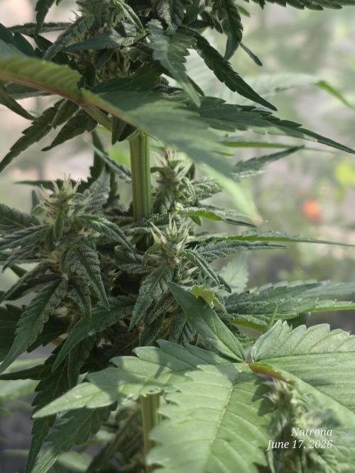 Whorled Phyllotaxy-Hawaiian Snow auto. Week 6