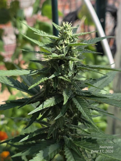 Whorled Phyllotaxy-Hawaiian Snow auto. Week 6