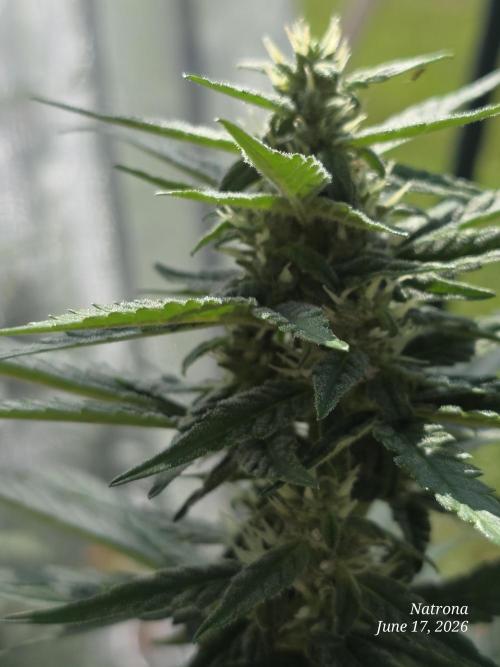 Whorled Phyllotaxy-Hawaiian Snow auto. Week 6