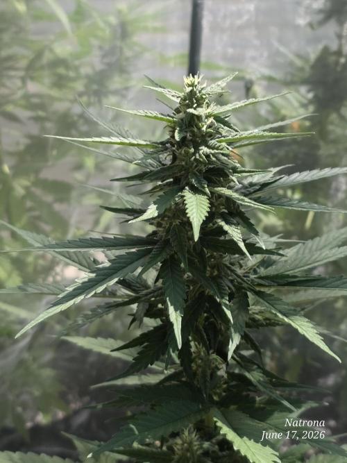 Whorled Phyllotaxy-Hawaiian Snow auto. Week 6