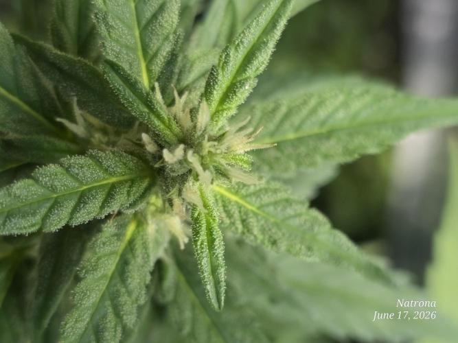 Whorled Phyllotaxy-Hawaiian Snow auto. Week 6