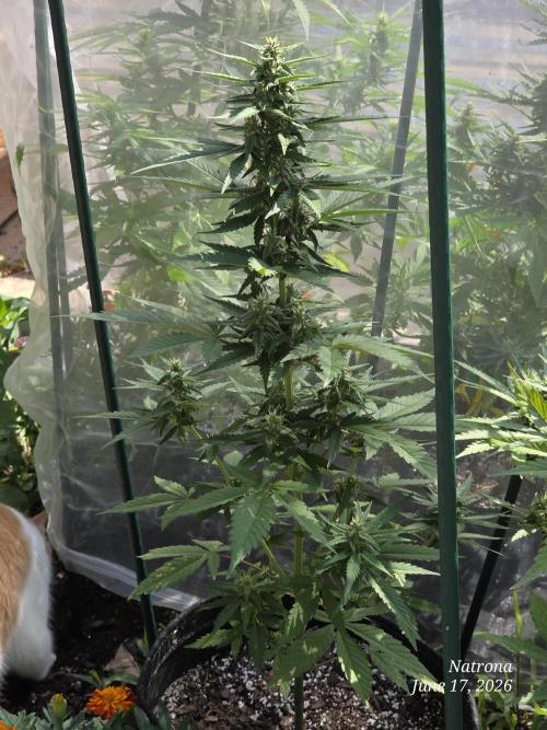 Whorled Phyllotaxy-Hawaiian Snow auto. Week 6