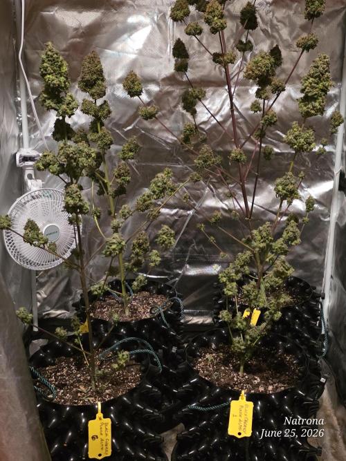 Black Cherry Punch auto -Pyramid Seeds. Week 11 - BCP1&6 front Ducci rear