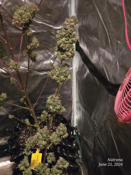 Black Cherry Punch auto -Pyramid Seeds. Week 11 - Bcp1
