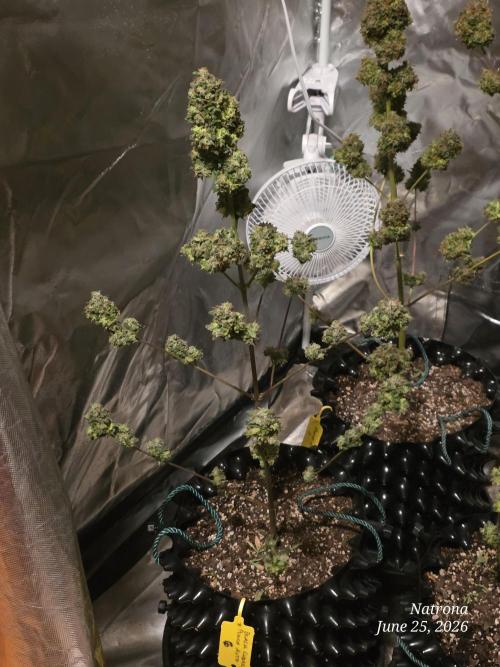 Black Cherry Punch auto -Pyramid Seeds. Week 11 - Bcp6
