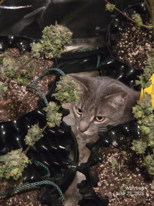 Black Cherry Punch auto -Pyramid Seeds. Week 11