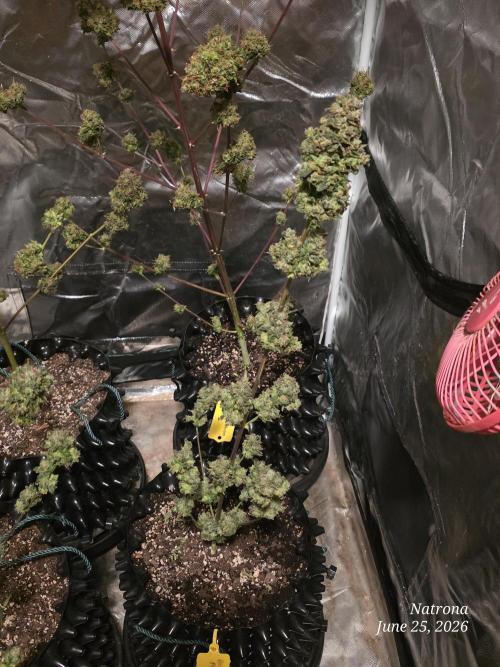 Black Cherry Punch auto -Pyramid Seeds. Week 11 - Bcp1