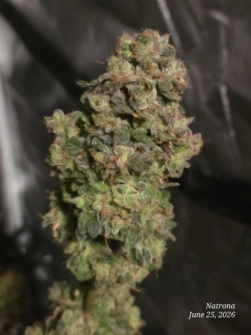 Black Cherry Punch auto -Pyramid Seeds. Week 11 - Bcp1