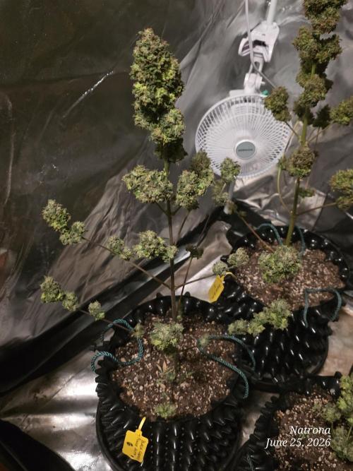 Black Cherry Punch auto -Pyramid Seeds. Week 11 - Bcp6