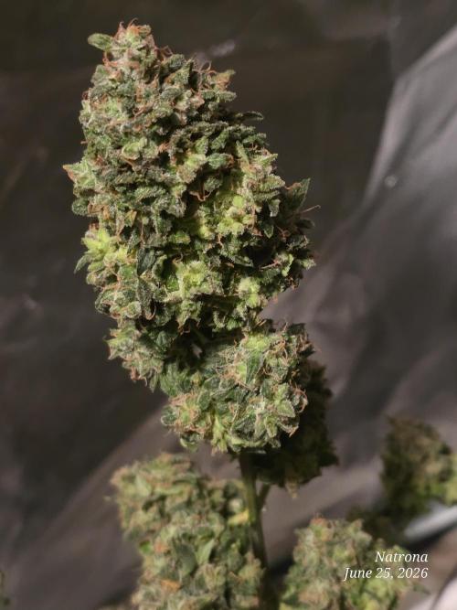 Black Cherry Punch auto -Pyramid Seeds. Week 11 - Bcp6