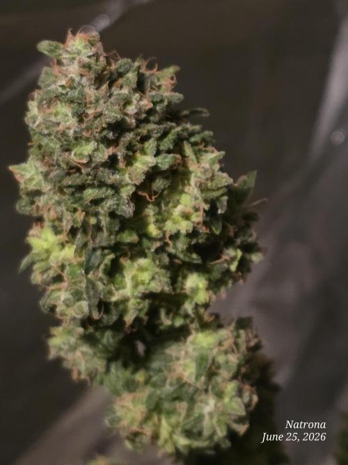 Black Cherry Punch auto -Pyramid Seeds. Week 11