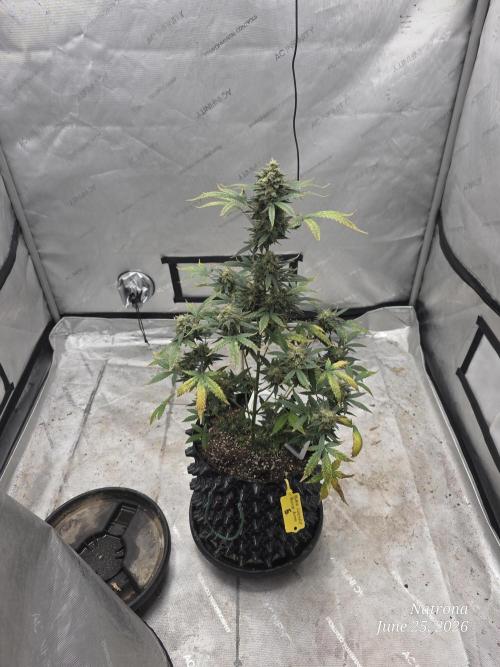 Black Cherry Punch auto -Pyramid Seeds. Week 11 - All by herself BCP5 