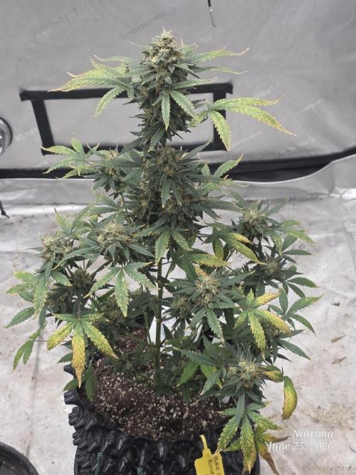 Black Cherry Punch auto -Pyramid Seeds. Week 11