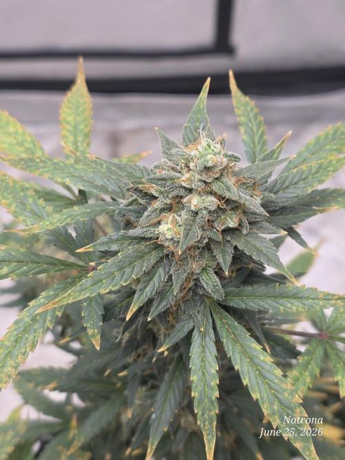 Black Cherry Punch auto -Pyramid Seeds. Week 11
