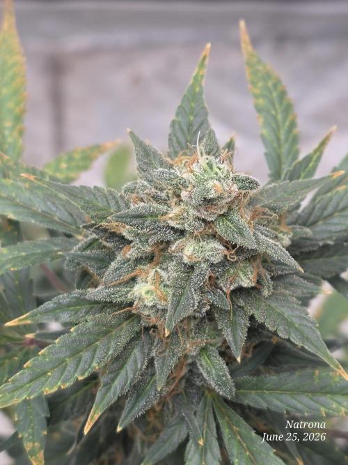Black Cherry Punch auto -Pyramid Seeds. Week 11