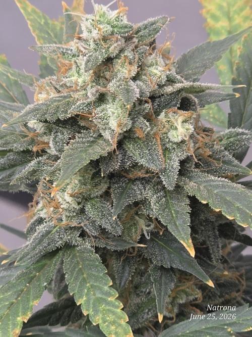 Black Cherry Punch auto -Pyramid Seeds. Week 11