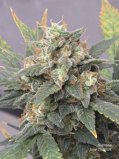 Black Cherry Punch auto -Pyramid Seeds. Week 11