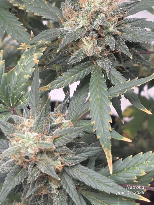 Black Cherry Punch auto -Pyramid Seeds. Week 11