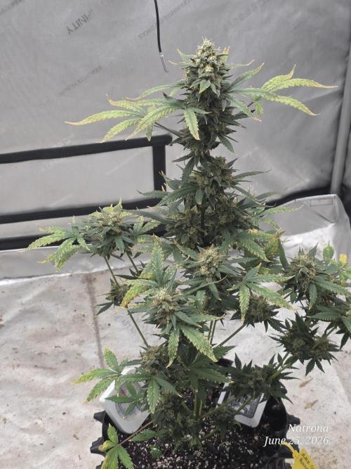 Black Cherry Punch auto -Pyramid Seeds. Week 11