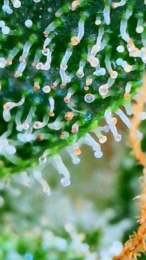 Black Cherry Punch auto -Pyramid Seeds. Week 11