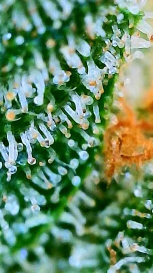Black Cherry Punch auto -Pyramid Seeds. Week 11