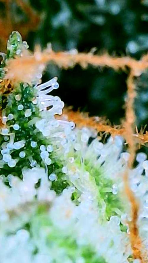 Black Cherry Punch auto -Pyramid Seeds. Week 11