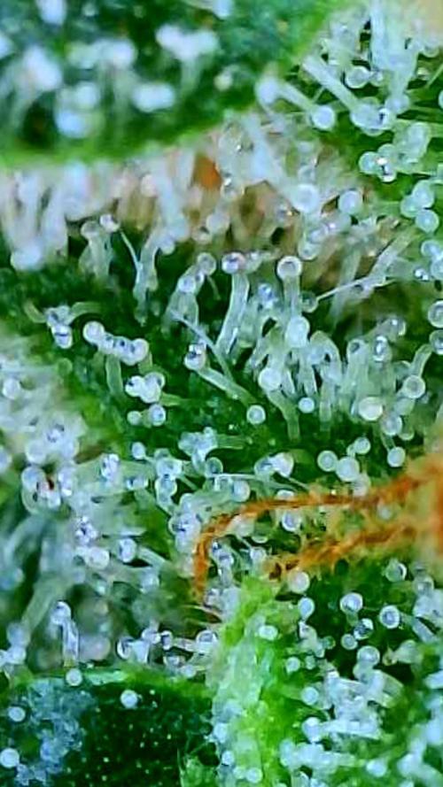 Black Cherry Punch auto -Pyramid Seeds. Week 11