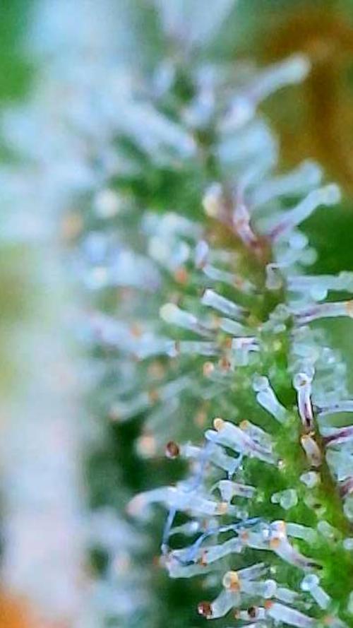 Black Cherry Punch auto -Pyramid Seeds. Week 11