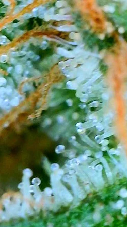 Black Cherry Punch auto -Pyramid Seeds. Week 11