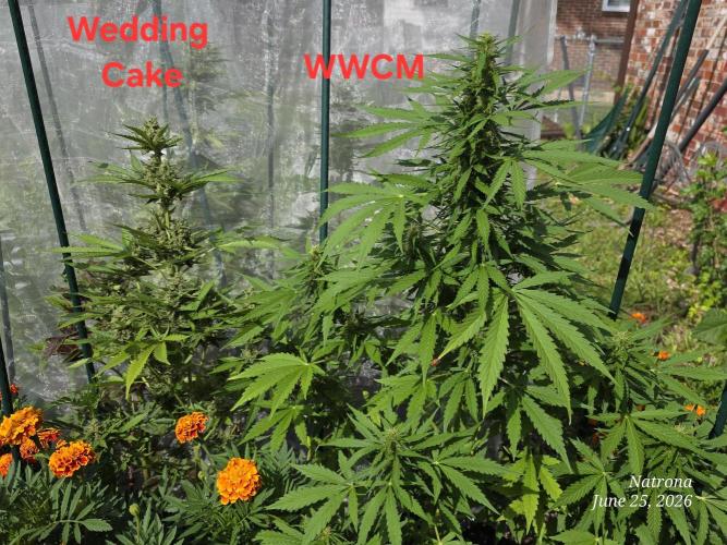 White Widow X Crystal Meth Outside 2026. Week 8