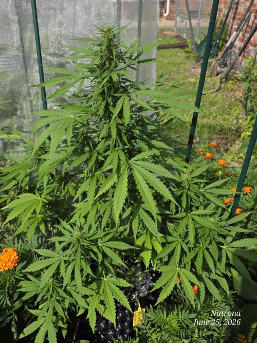 White Widow X Crystal Meth Outside 2026. Week 8