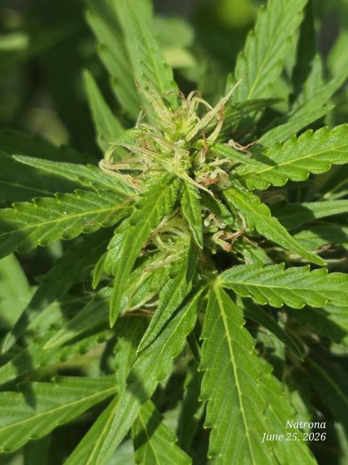 White Widow X Crystal Meth Outside 2026. Week 8