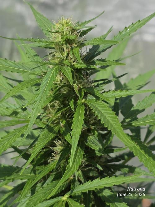 White Widow X Crystal Meth Outside 2026. Week 8