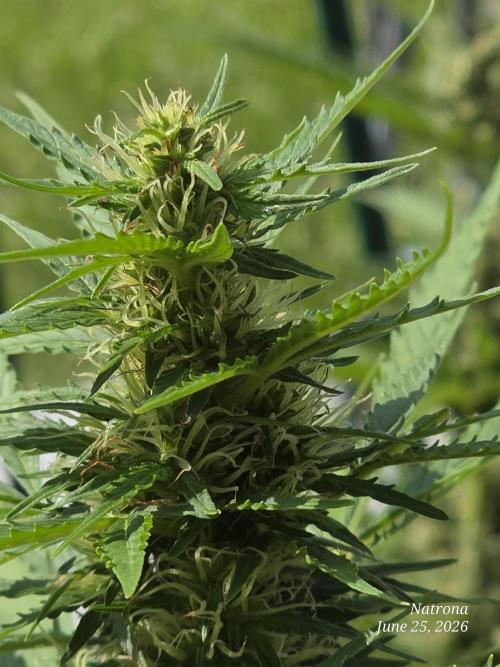 White Widow X Crystal Meth Outside 2026. Week 8