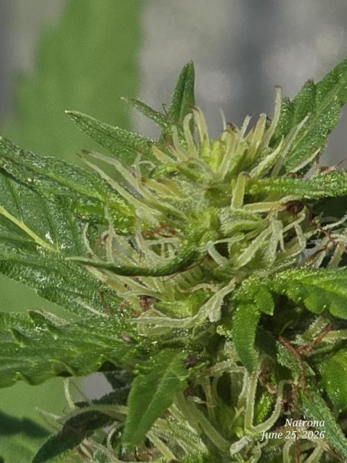 White Widow X Crystal Meth Outside 2026. Week 8 - Jelly-like hairs