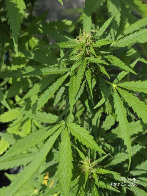 White Widow X Crystal Meth Outside 2026. Week 8