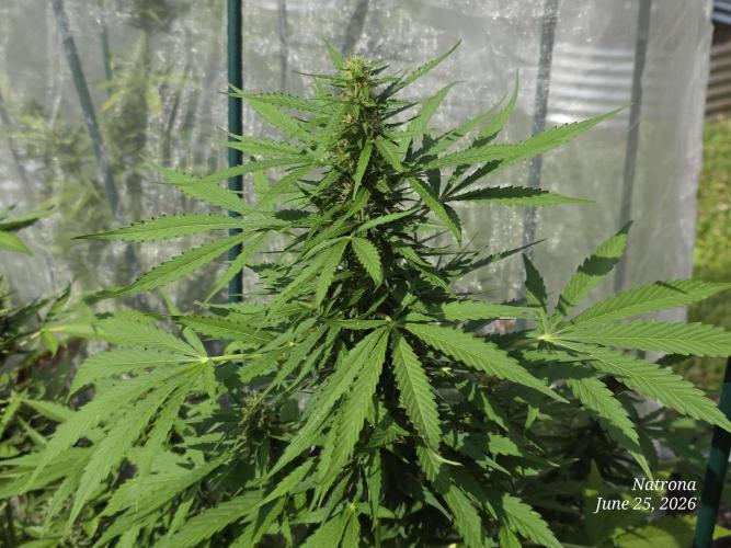 White Widow X Crystal Meth Outside 2026. Week 8